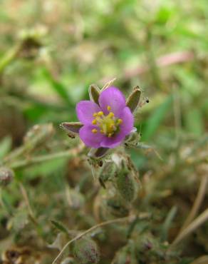 Fotografia 1 da espécie Spergularia rubra no Jardim Botânico UTAD