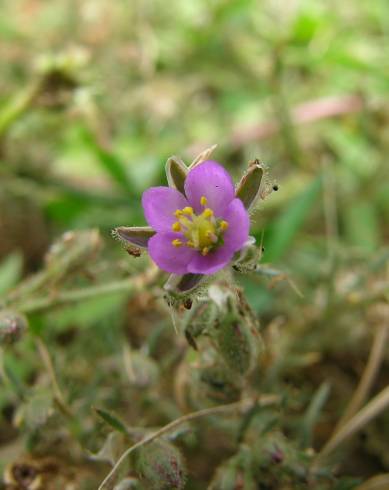 Fotografia de capa Spergularia rubra - do Jardim Botânico