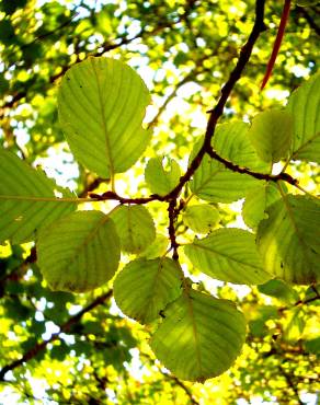 Fotografia 7 da espécie Sorbus aria no Jardim Botânico UTAD