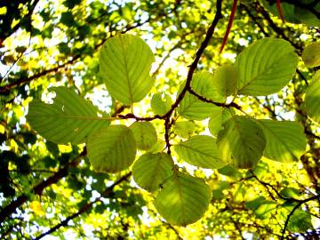 Fotografia da espécie Sorbus aria