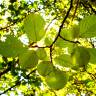 Fotografia 7 da espécie Sorbus aria do Jardim Botânico UTAD