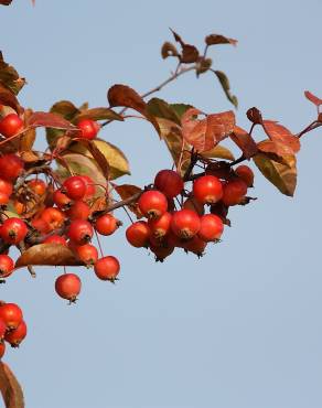 Fotografia 8 da espécie Sorbus aria no Jardim Botânico UTAD