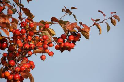 Fotografia da espécie Sorbus aria