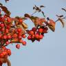 Fotografia 8 da espécie Sorbus aria do Jardim Botânico UTAD