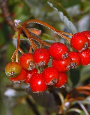 Fotografia 9 da espécie Sorbus aria no Jardim Botânico UTAD