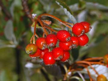 Fotografia da espécie Sorbus aria