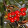 Fotografia 9 da espécie Sorbus aria do Jardim Botânico UTAD