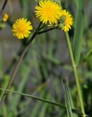 Sonchus maritimus