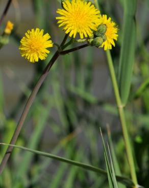 Fotografia 1 da espécie Sonchus maritimus no Jardim Botânico UTAD