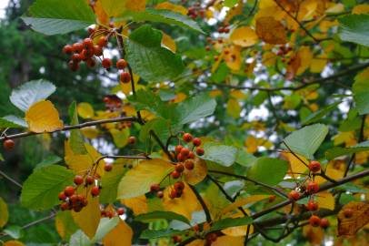 Fotografia da espécie Sorbus aria