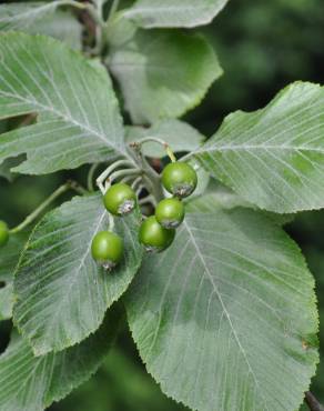 Fotografia 11 da espécie Sorbus aria no Jardim Botânico UTAD