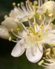 Fotografia da espécie Sorbus aria