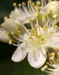 Sorbus aria