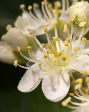 Fotografia 1 da espécie Sorbus aria no Jardim Botânico UTAD