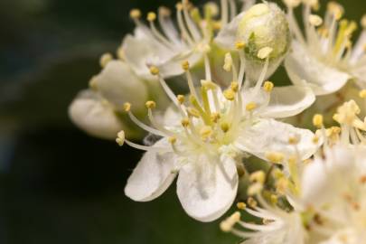 Fotografia da espécie Sorbus aria