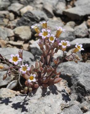 Fotografia 1 da espécie Sedum mucizonia no Jardim Botânico UTAD