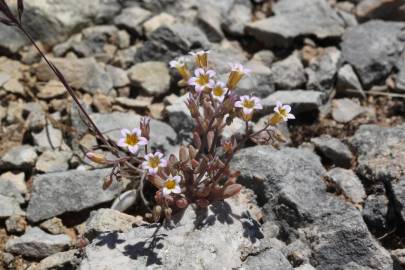 Fotografia da espécie Sedum mucizonia