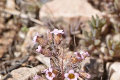 Fotografia da espécie Sedum mucizonia