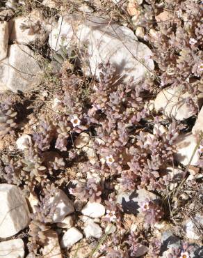 Fotografia 4 da espécie Sedum mucizonia no Jardim Botânico UTAD