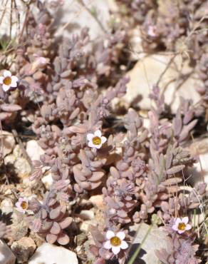 Fotografia 5 da espécie Sedum mucizonia no Jardim Botânico UTAD