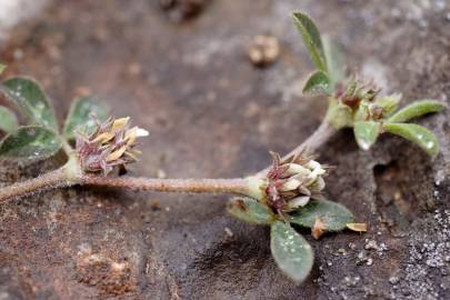 Fotografia da espécie Trifolium scabrum