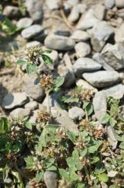 Fotografia da espécie Trifolium scabrum