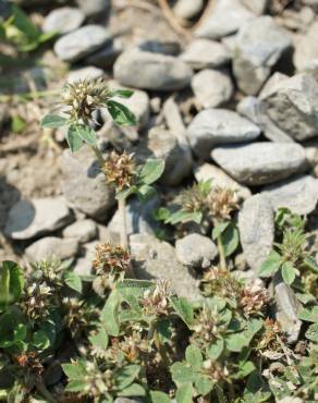 Fotografia 3 da espécie Trifolium scabrum no Jardim Botânico UTAD