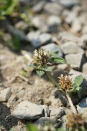 Fotografia da espécie Trifolium scabrum