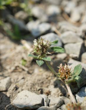 Fotografia 4 da espécie Trifolium scabrum no Jardim Botânico UTAD