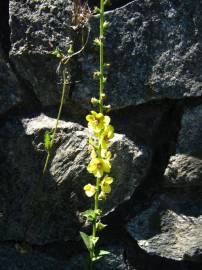 Fotografia da espécie Verbascum virgatum