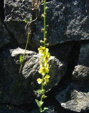 Fotografia 4 da espécie Verbascum virgatum no Jardim Botânico UTAD