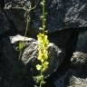 Fotografia 4 da espécie Verbascum virgatum do Jardim Botânico UTAD