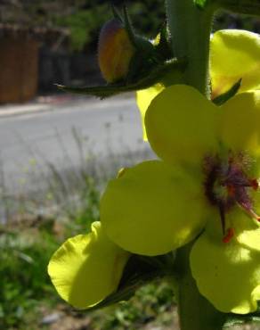 Fotografia 5 da espécie Verbascum virgatum no Jardim Botânico UTAD