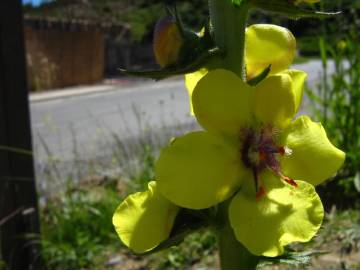 Fotografia da espécie Verbascum virgatum