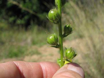 Fotografia da espécie Verbascum virgatum