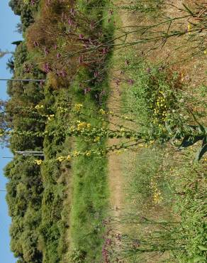 Fotografia 7 da espécie Verbascum virgatum no Jardim Botânico UTAD