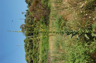 Fotografia da espécie Verbascum virgatum