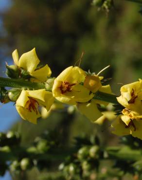 Fotografia 8 da espécie Verbascum virgatum no Jardim Botânico UTAD