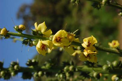 Fotografia da espécie Verbascum virgatum