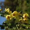 Fotografia 8 da espécie Verbascum virgatum do Jardim Botânico UTAD