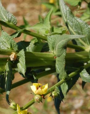 Fotografia 9 da espécie Verbascum virgatum no Jardim Botânico UTAD