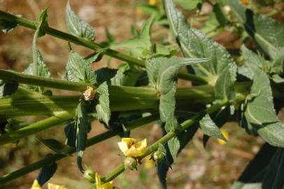 Fotografia da espécie Verbascum virgatum