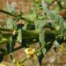 Fotografia 9 da espécie Verbascum virgatum do Jardim Botânico UTAD