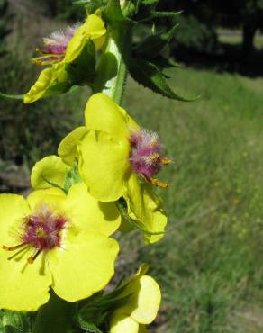 Fotografia 10 da espécie Verbascum virgatum no Jardim Botânico UTAD