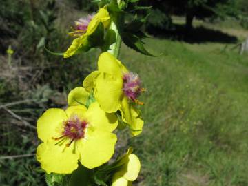 Fotografia da espécie Verbascum virgatum