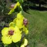 Fotografia 10 da espécie Verbascum virgatum do Jardim Botânico UTAD