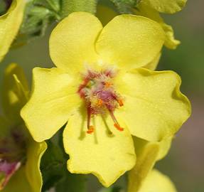 Fotografia da espécie Verbascum virgatum