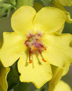 Fotografia 11 da espécie Verbascum virgatum no Jardim Botânico UTAD