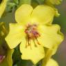 Fotografia 11 da espécie Verbascum virgatum do Jardim Botânico UTAD