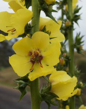 Fotografia 1 da espécie Verbascum virgatum no Jardim Botânico UTAD